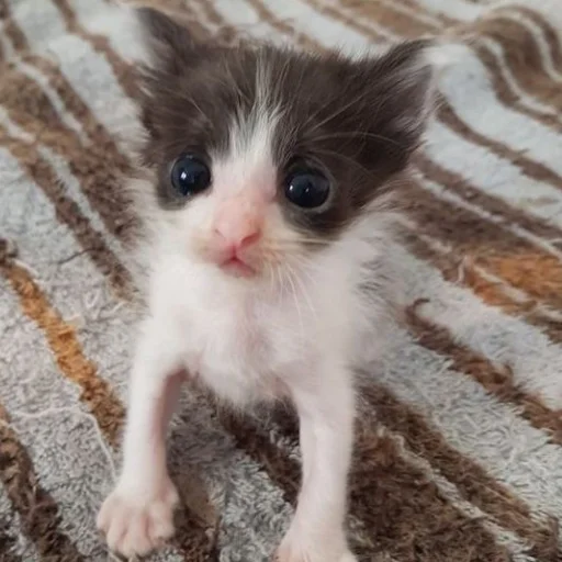 Sticker Kotobdolbishi - 1