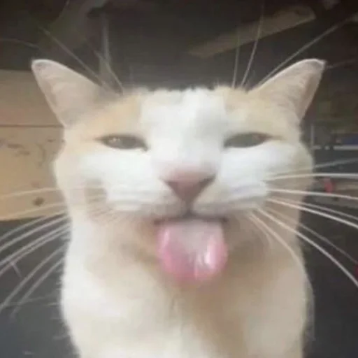 Sticker Kotobdolbishi - 1