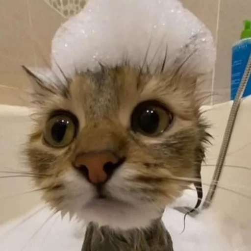 Sticker Kotobdolbishi - 1