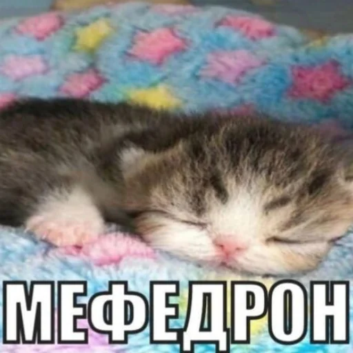 Sticker Kotobdolbishi - 1