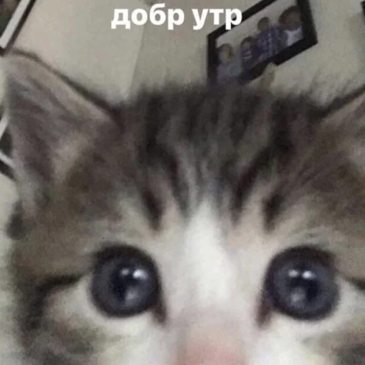 Sticker Kotobdolbishi - 1