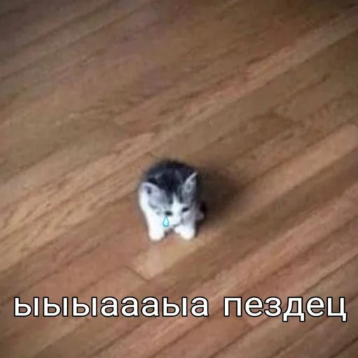 Sticker Kotobdolbishi - 1