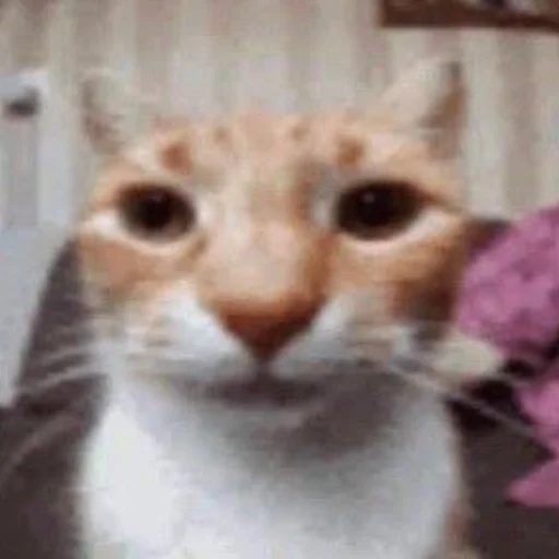 Sticker Kotobdolbishi - 1