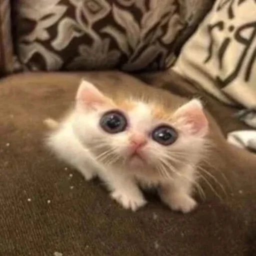 Sticker Kotobdolbishi - 1