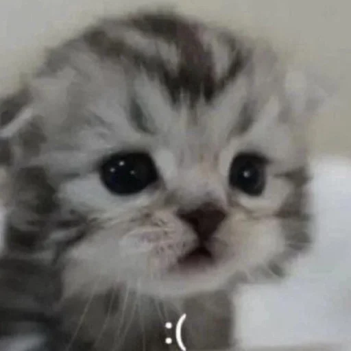 Стикер Kotobdolbishi - 1