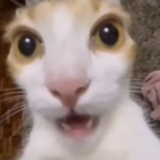 Sticker Kotobdolbishi - 1