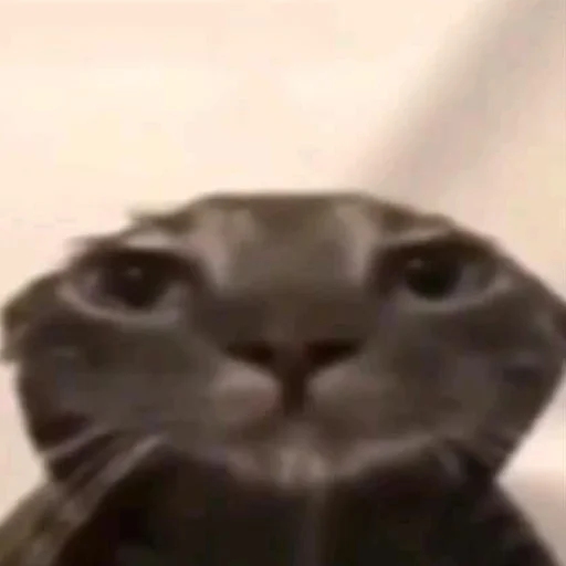 Sticker Kotobdolbishi - 1