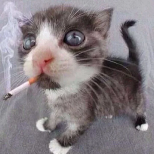 Sticker Kotobdolbishi - 1