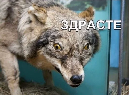 Стикер KotobokГашик - 6