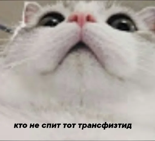 Стикер KotobokГашик - 3