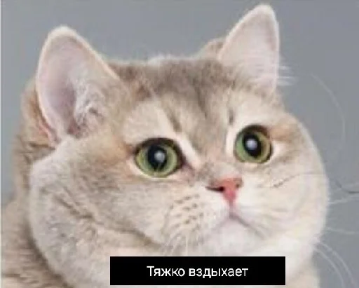 Стикер KotobokГашик - 2