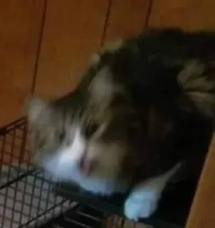 Стикер Кошачий цирк - 2