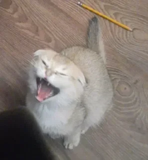 Стикер Кошачий цирк - 8