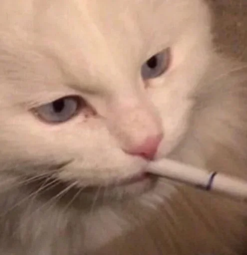 Стикер Кошачий цирк - 11