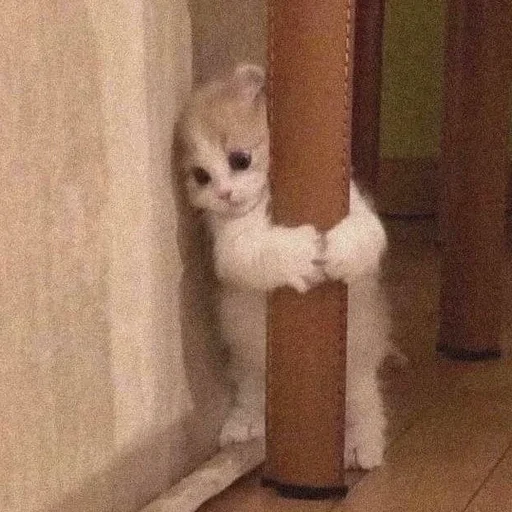 Стикер Kotocircus - 1