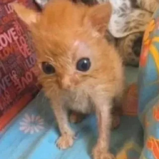 Стикер Кошачий цирк - 5