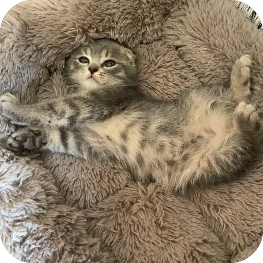 Sticker Kotoebarchi - 1