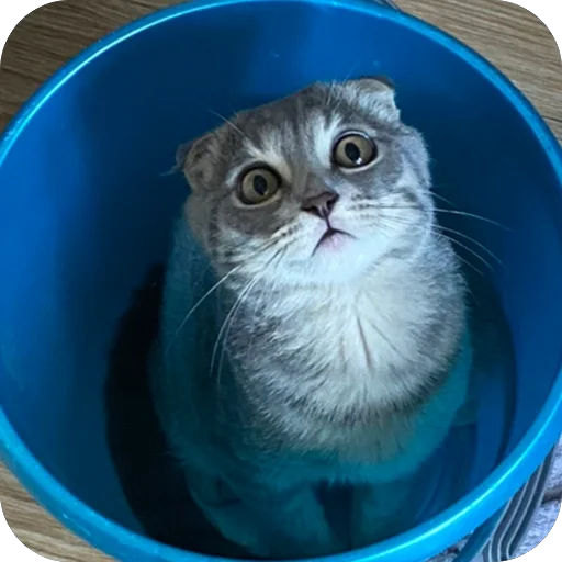 Стикер Kotoebarchi - 1