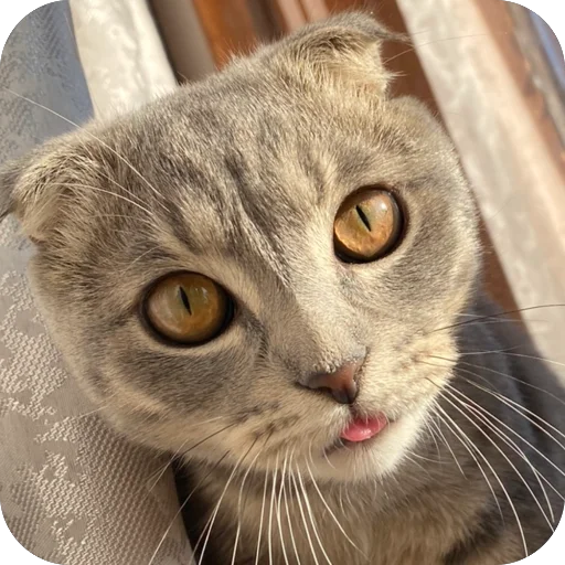 Sticker Kotoebarchi - 1