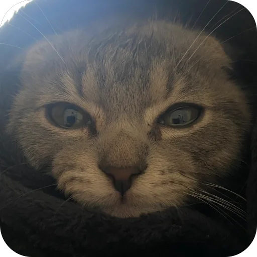 Стикер Kotoebarchi - 1