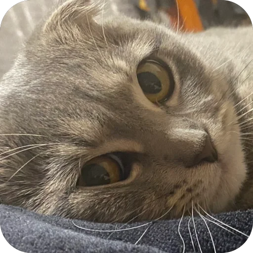 Sticker Kotoebarchi - 1