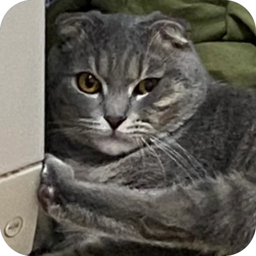 Стикер Kotoebarchi - 1