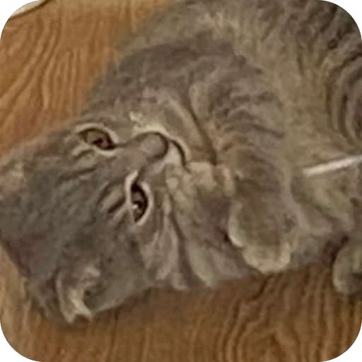 Стикер Kotoebarchi - 1