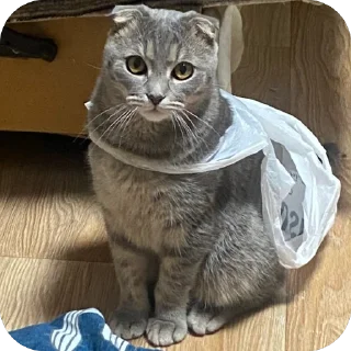 Sticker Кошкодемон - 6