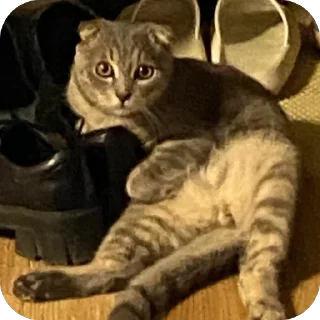 Sticker Кошкодемон - 7