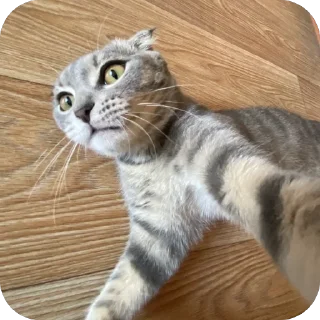 Sticker Кошкодемон - 5