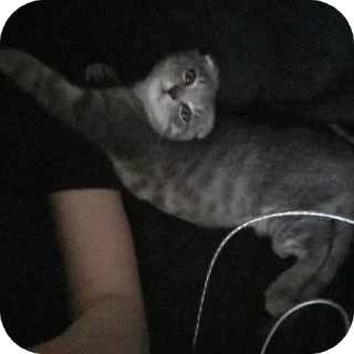 Sticker Кошкодемон - 3