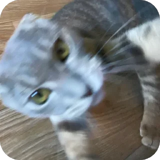 Sticker Кошкодемон - 8