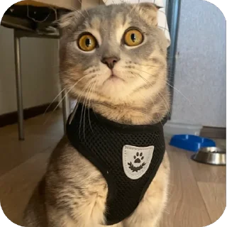 Sticker Кошкодемон - 9