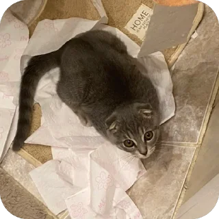 Sticker Кошкодемон - 11