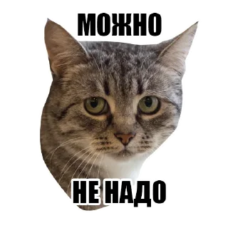 Sticker Котокафе «Котофейня» @kotofeinya - 8