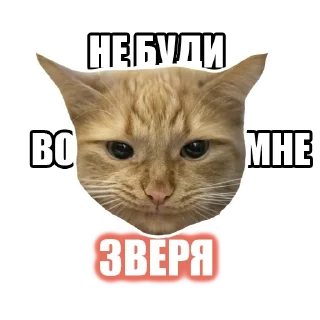 Sticker Котокафе «Котофейня» @kotofeinya - 10
