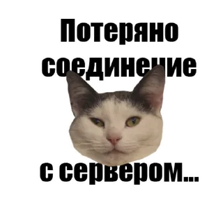 Sticker Котокафе «Котофейня» @kotofeinya - 5