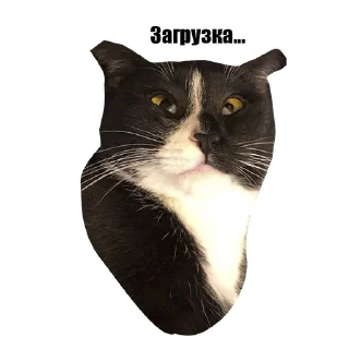 Sticker Котокафе «Котофейня» @kotofeinya - 7