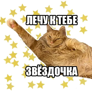 Sticker Котокафе «Котофейня» @kotofeinya - 11