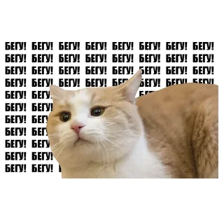 Sticker Котокафе «Котофейня» @kotofeinya - 6