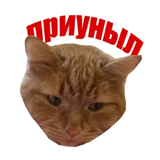 Sticker Котокафе «Котофейня» @kotofeinya - 9