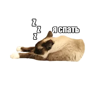 Sticker Котокафе «Котофейня» @kotofeinya - 1