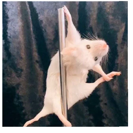 Котогенмемсы - 