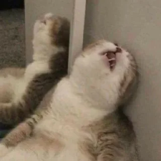 Стикер Котогенмемсы - 8