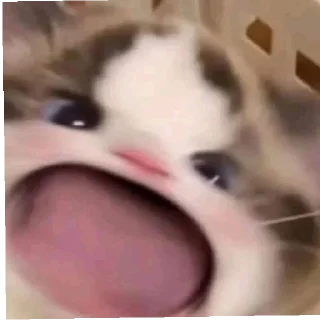 Стикер Котогенмемсы - 4