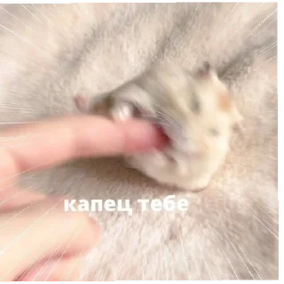 Стикер Котогенмемсы - 3