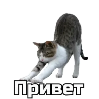 Стикер 🔞СТИКЕРЫ ТУТ: @Anonim_sx_bot - 6