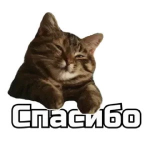 Стикер 🔞СТИКЕРЫ ТУТ: @Anonim_sx_bot - 7