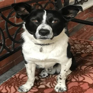 Стикер Котовской - 5