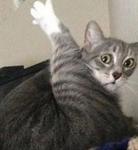 кошка млекопитающее домашняя кошка